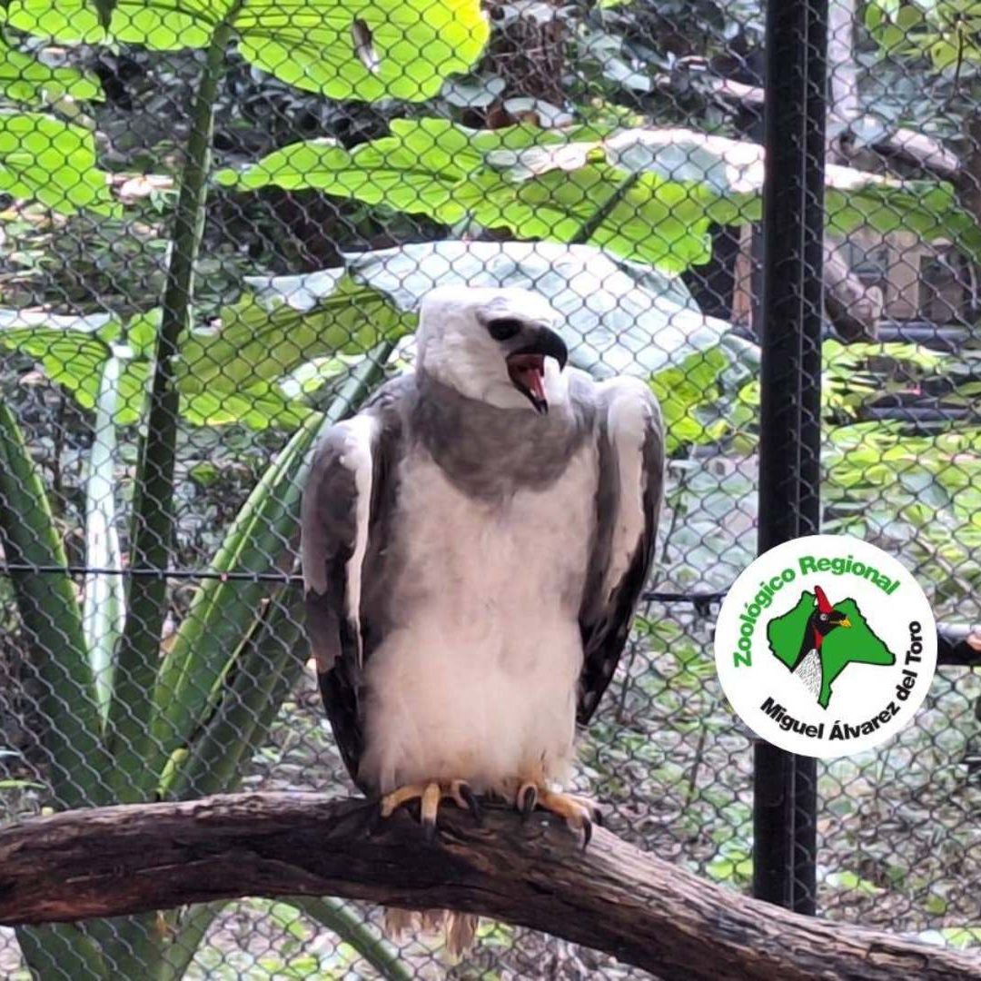 Zoológico de Tuxtla Gutiérrez, Chiapas, Prepara Exhibición de Un Ejemplar de Águila Arpia