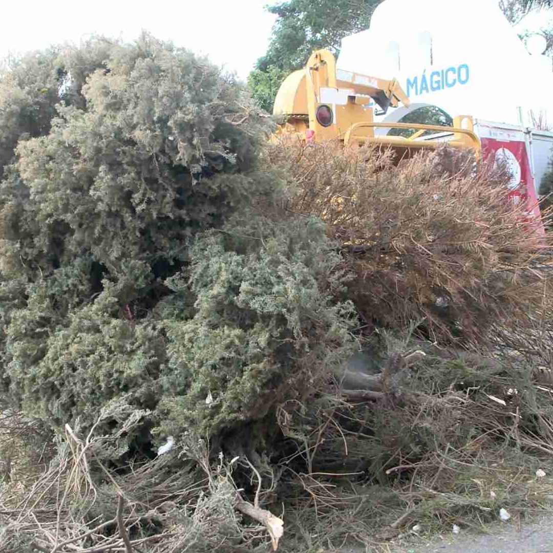 Centros de Acopio para Pinos de Navidad Veracruz 2026 Horarios y Ubicación