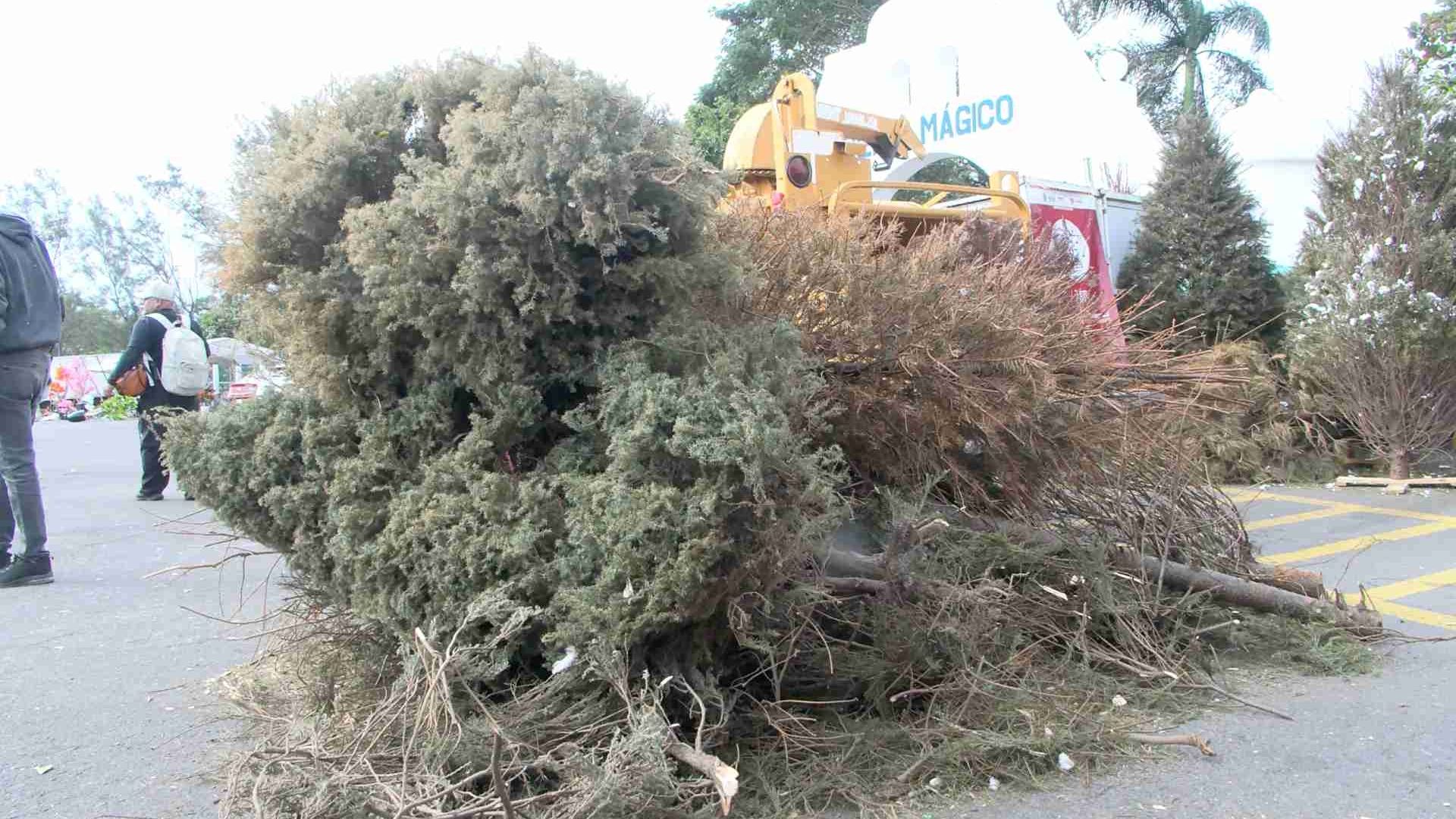 Centros de Acopio para Pinos de Navidad Veracruz 2026 Horarios y Ubicación