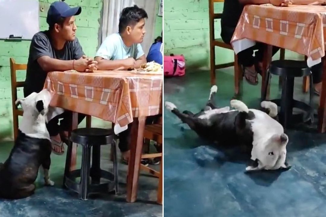 Perro finge desmayo para conseguir comida