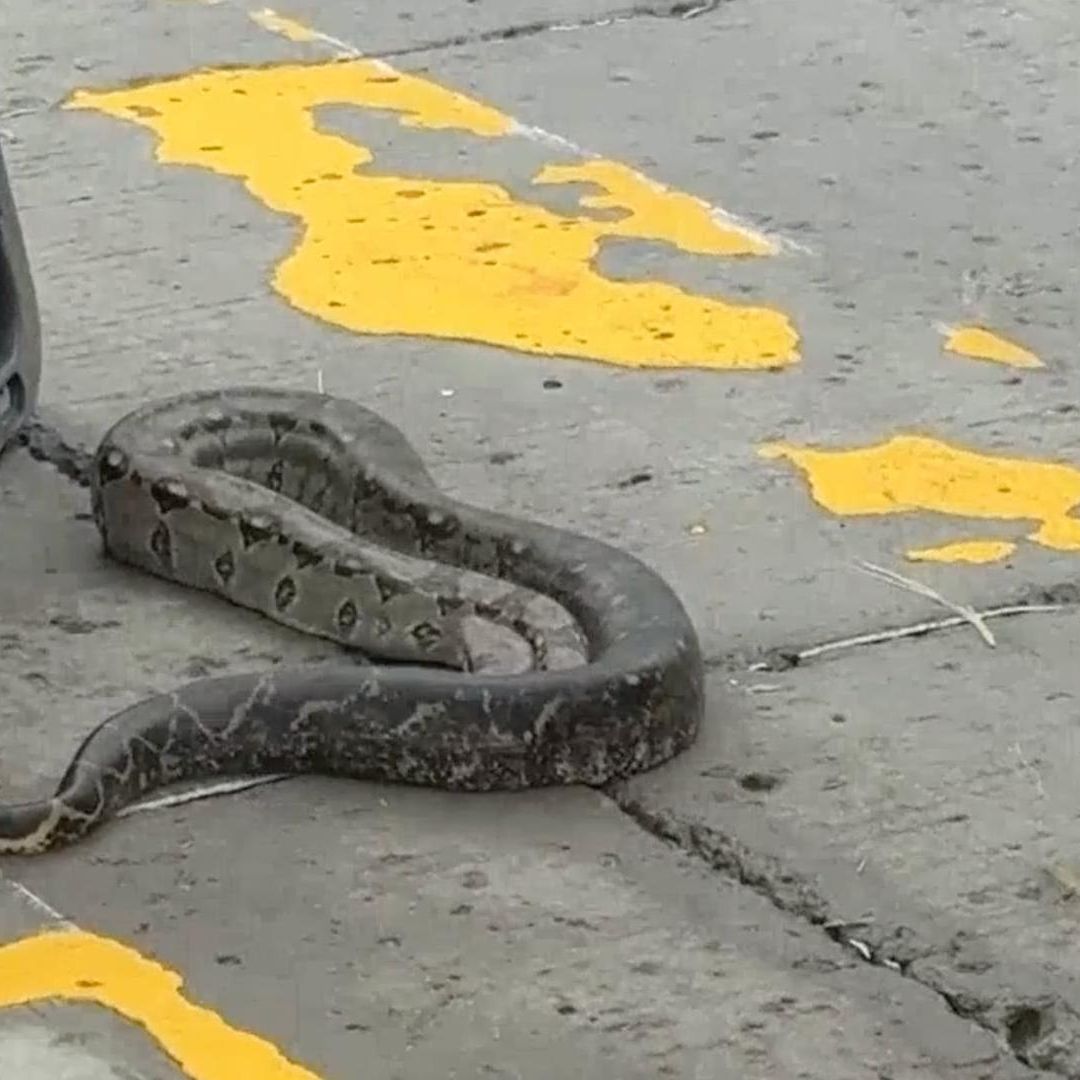 Rescatan Serpiente Boa Constrictor Herida Bulevar Manuel Ávila Camacho Boca del Río