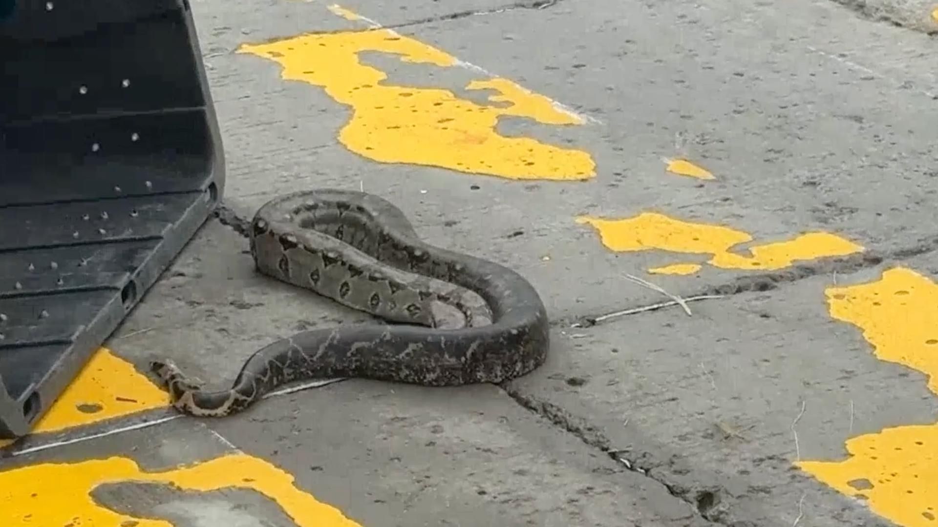 Rescatan Serpiente Boa Constrictor Herida Bulevar Manuel Ávila Camacho Boca del Río