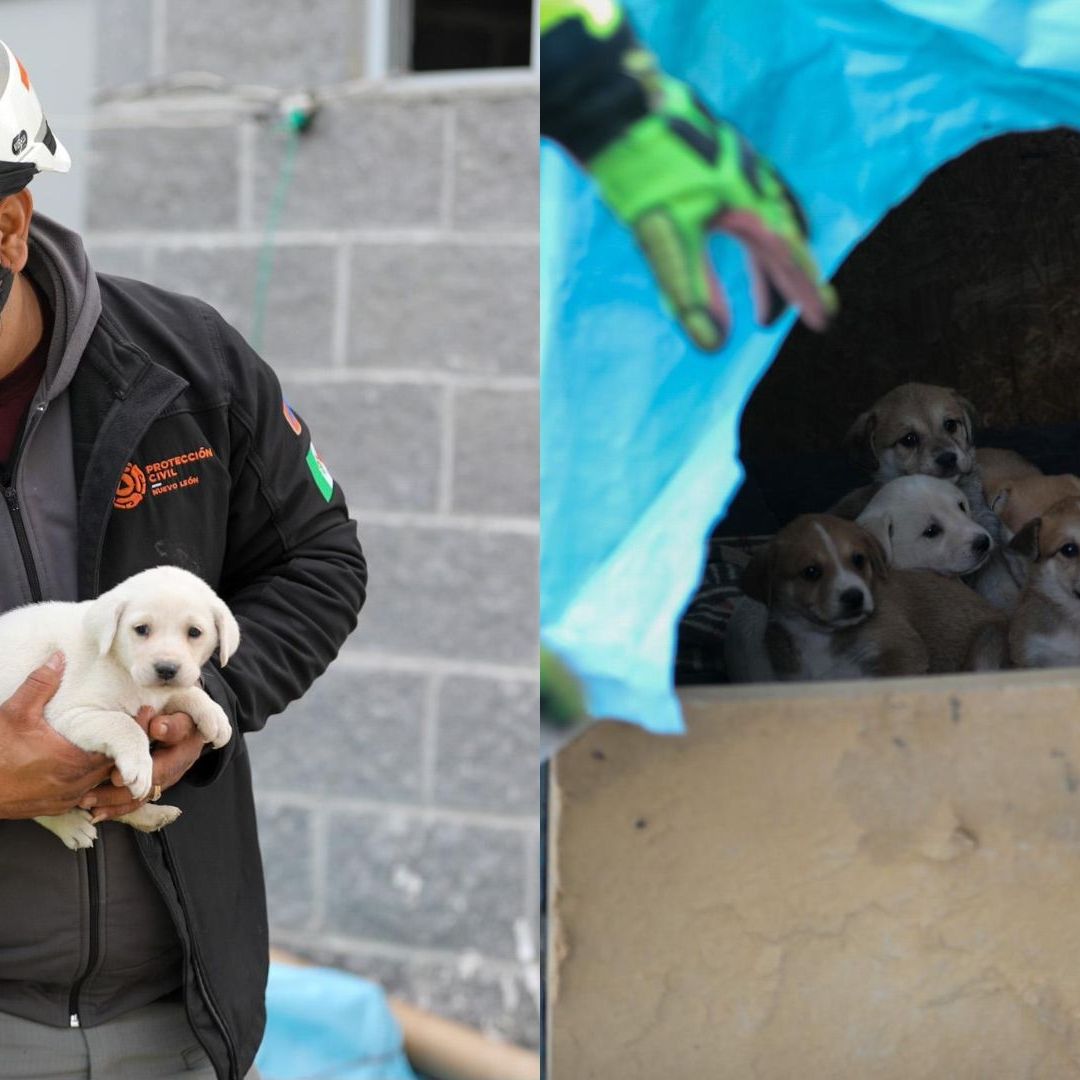 Perritos rescatados en Apodaca