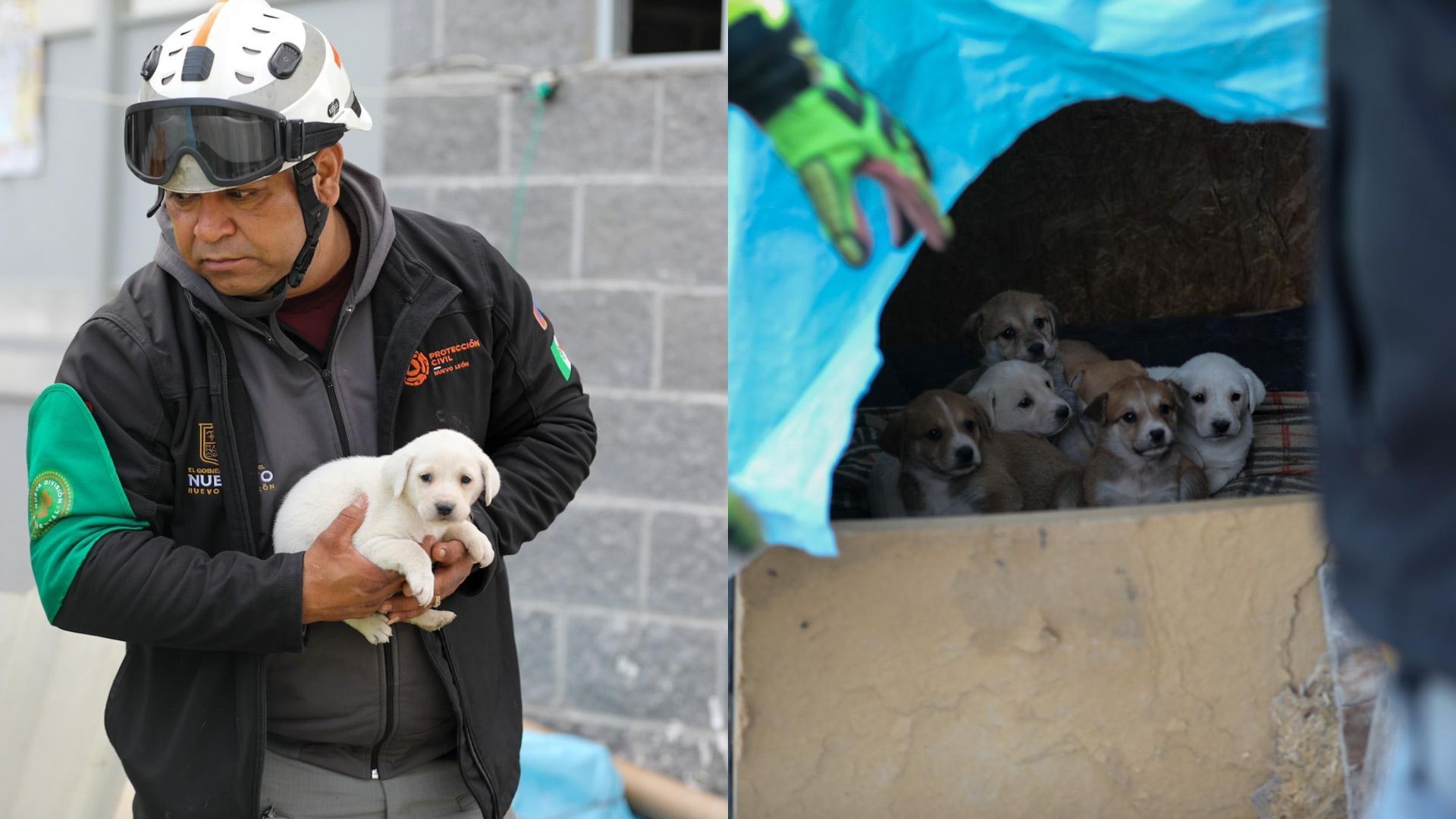 Perritos rescatados en Apodaca