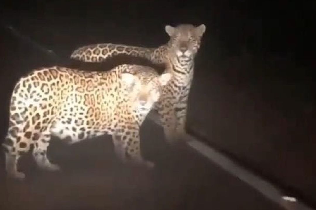 Dos jaguares fueron vistos junto a una carretera de Tamaulipas