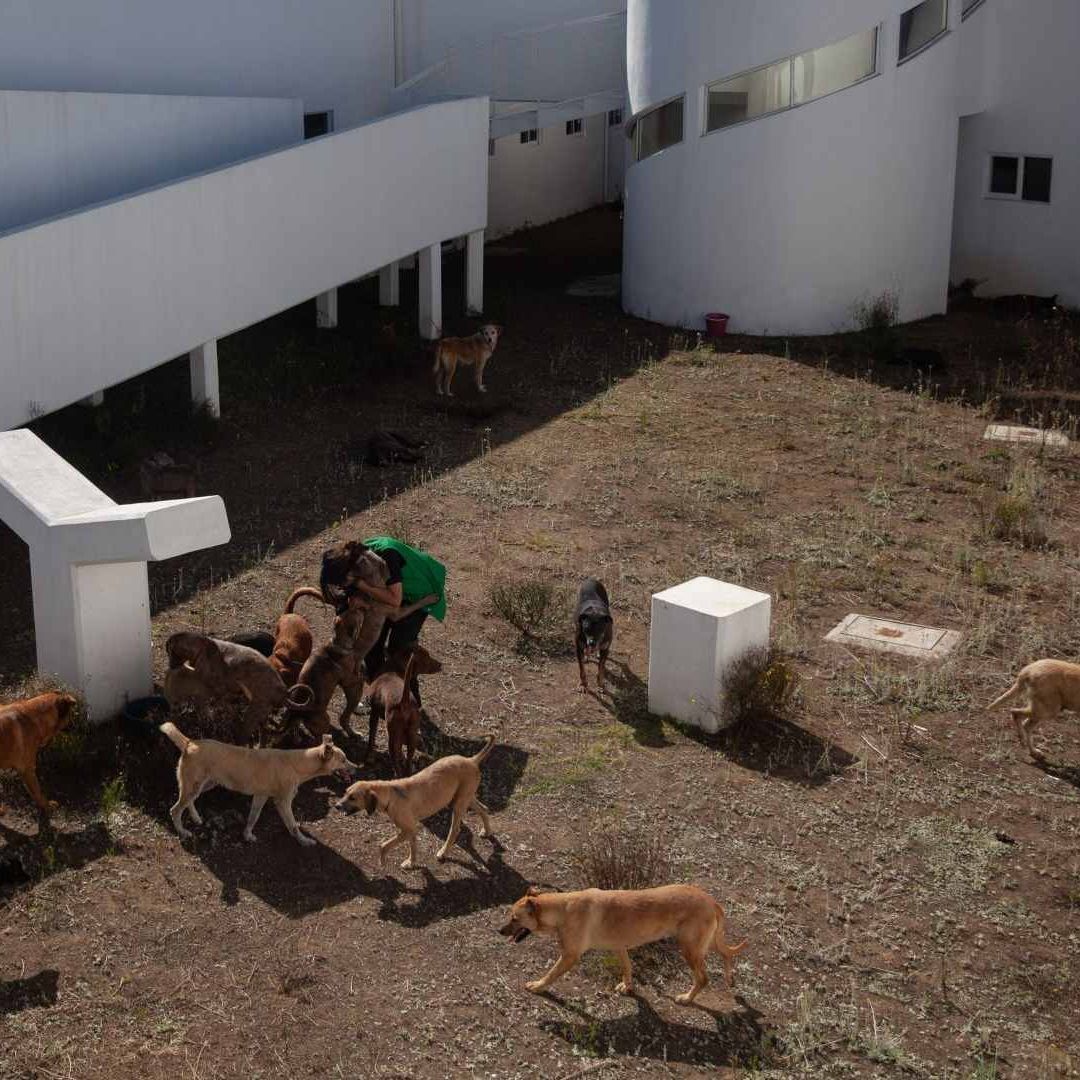 albergue de animales de la Ciudad de México ubicado en en el Ajusco