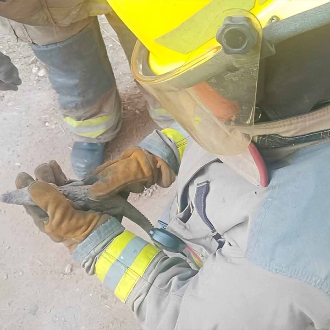Vecinos Encuentran Lagarto en Colonia Fovissste La Rosita en Torreón