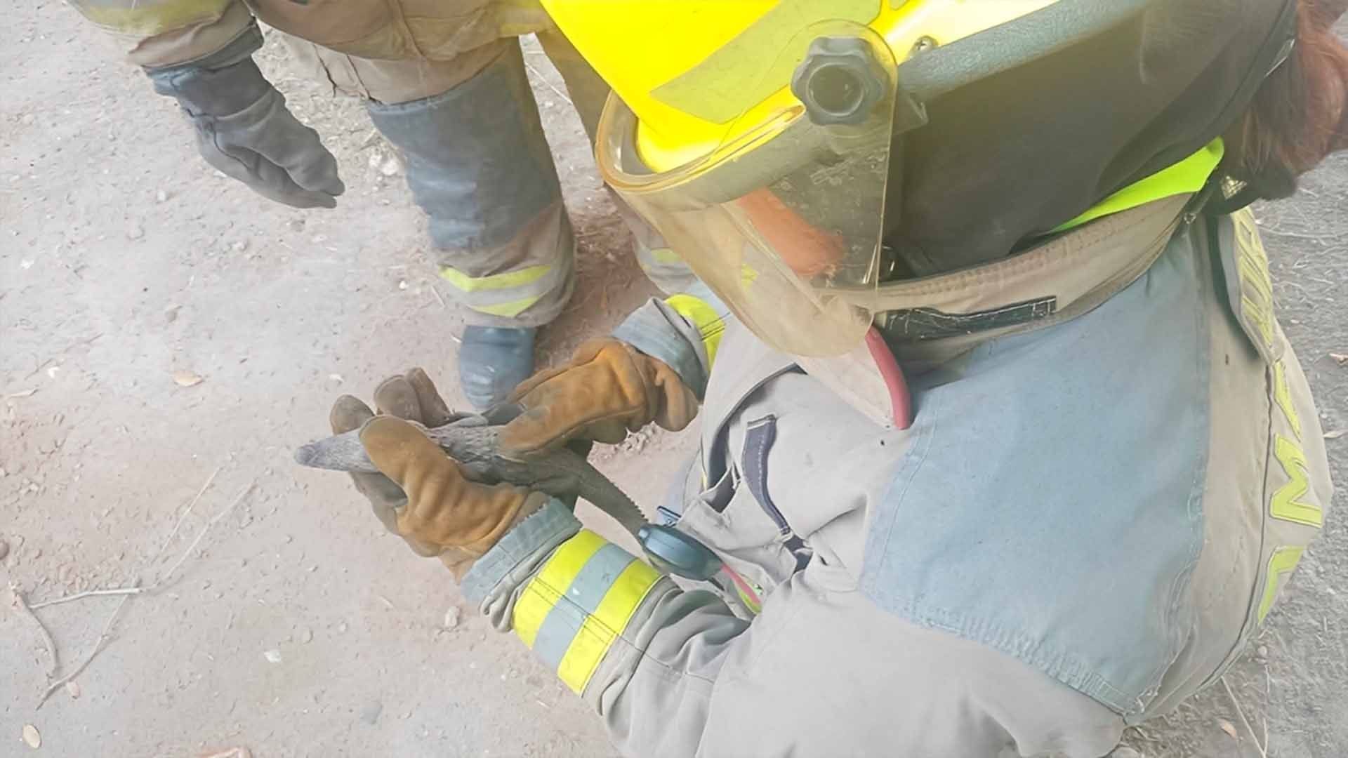 Vecinos Encuentran Lagarto en Colonia Fovissste La Rosita en Torreón
