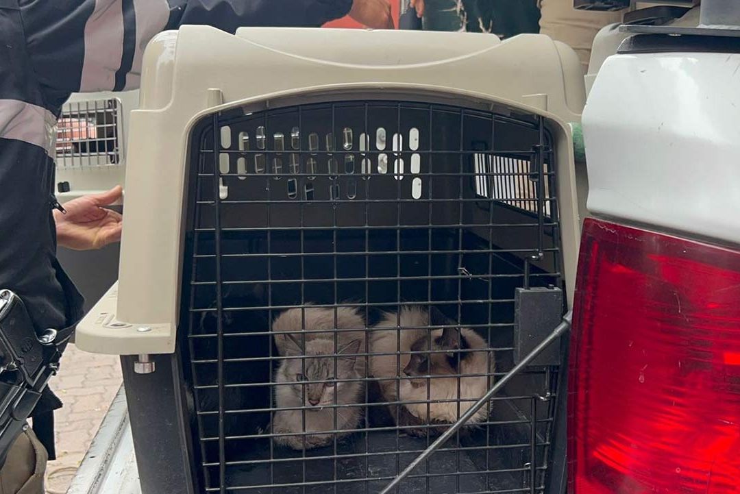 Rescatan a 13 Gatitos de Departamento Lleno de Basura en CDMX