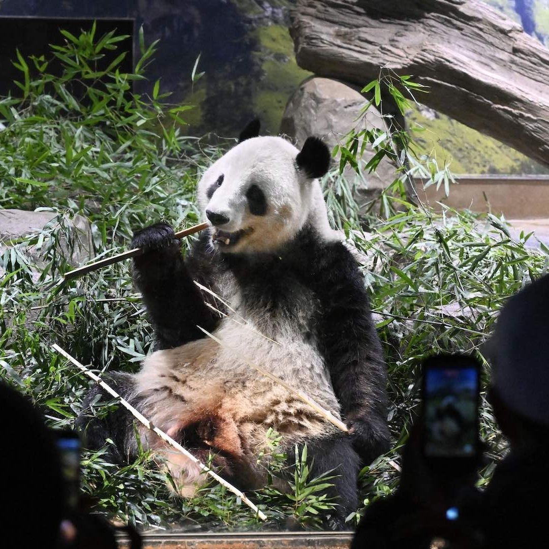 Miles acuden a despedirse de los dos últimos pandas que había en Japón antes de su regreso a China