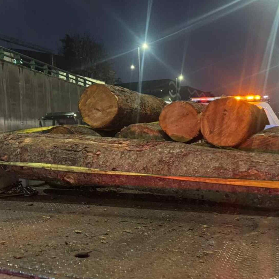 Este 11 de febrero de 2026, troncos causaron caos vial en Constituyentes. Foto: N+