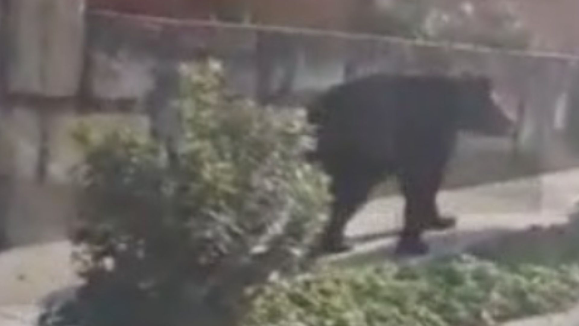 Oso es captado caminando en San Pedro