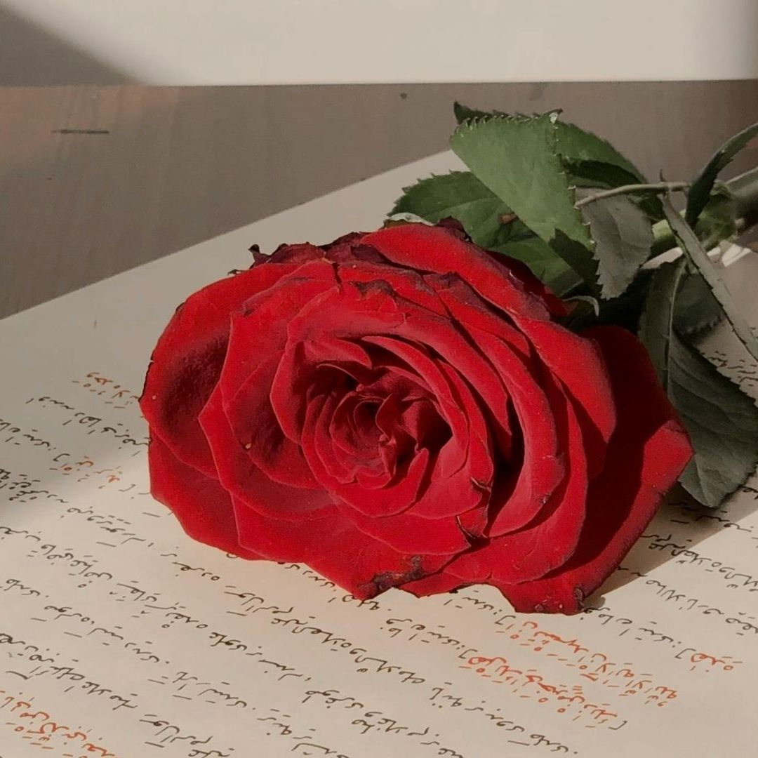 Checa los Mejores Poemas de Amor para el 14 de Febrero para Dedicar una Tarjeta para Día de San Valentín 2026