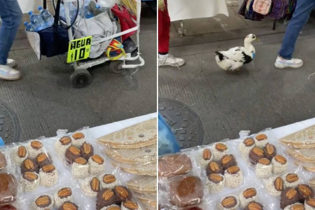 Video: Pato Vendiendo Agua en Mercado de CDMX