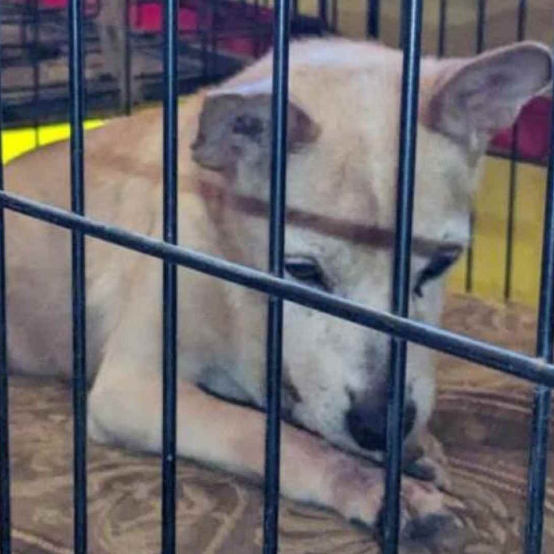 Clausuran Feria por Usar Animales con Malformaciones como ‘Atracción’