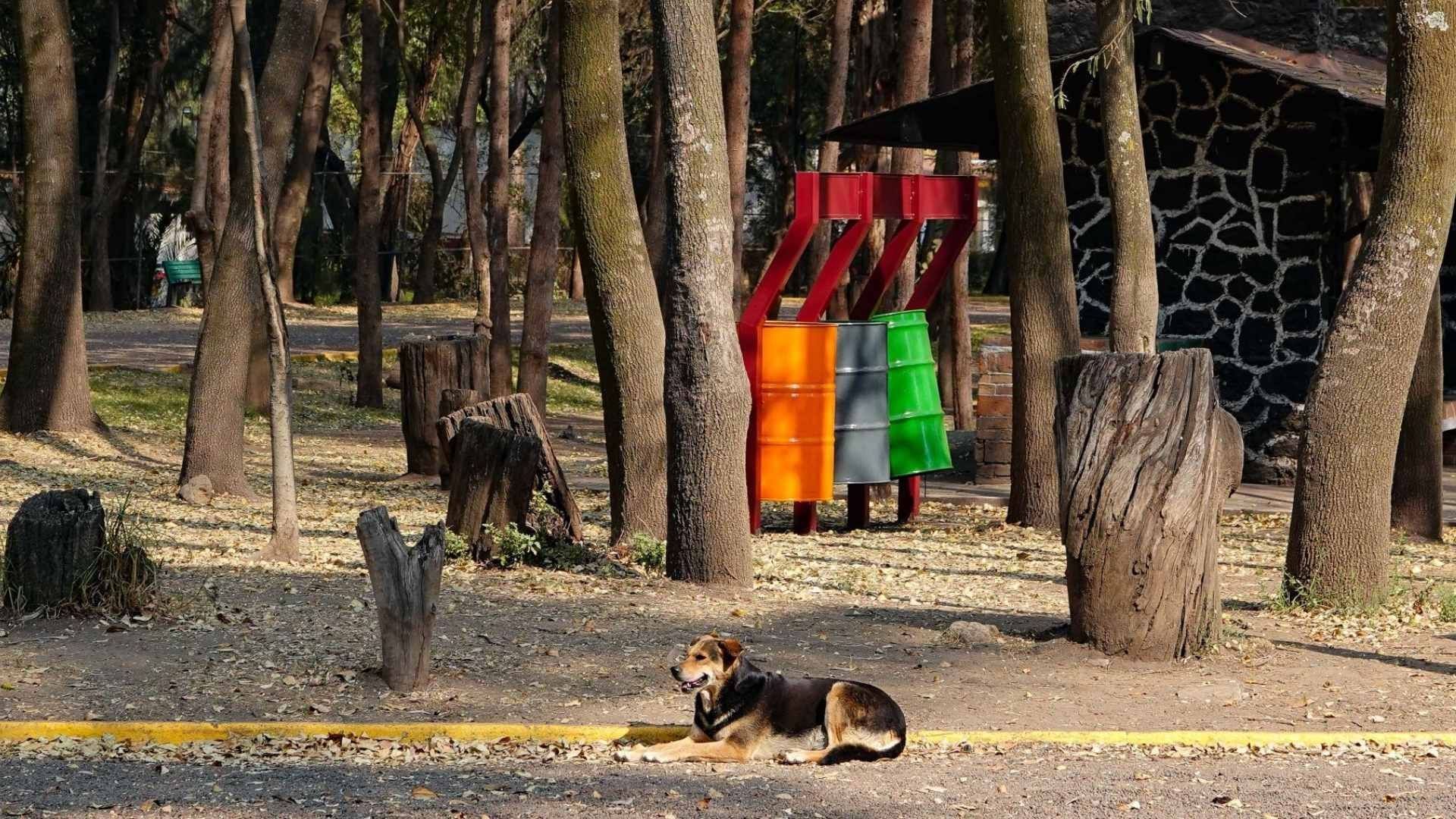 Surge Nuevo Caso de Asesinato de un Perro en la Alcaldía Xochimilco