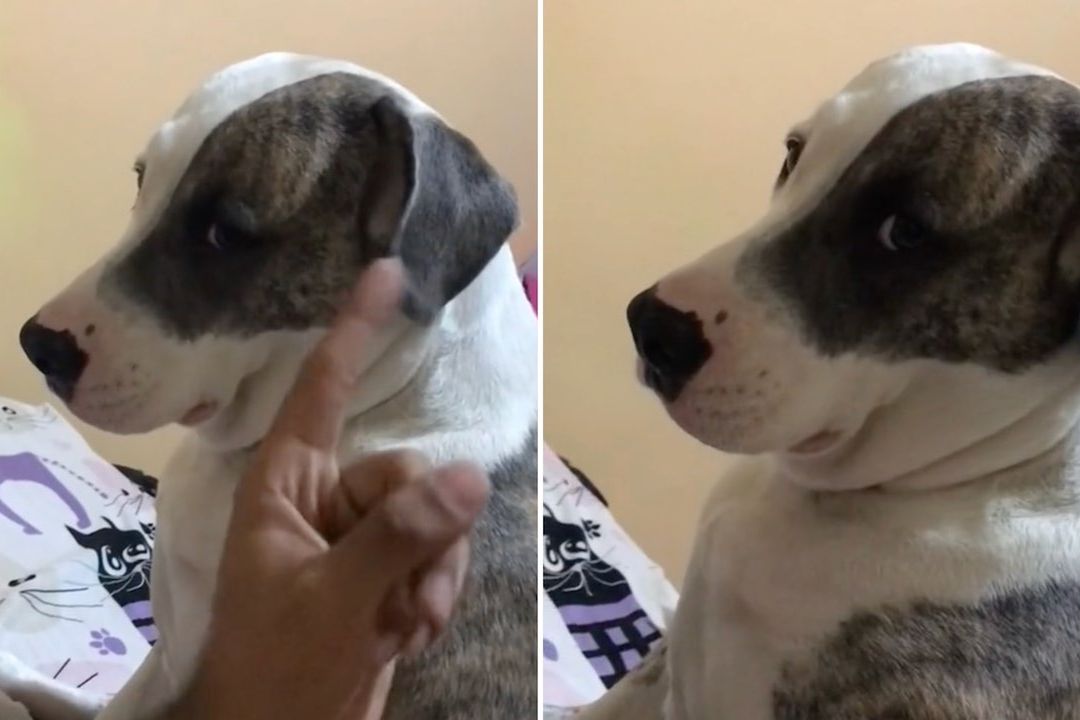 Regañan a perrita por quedarse embarazada en video viral