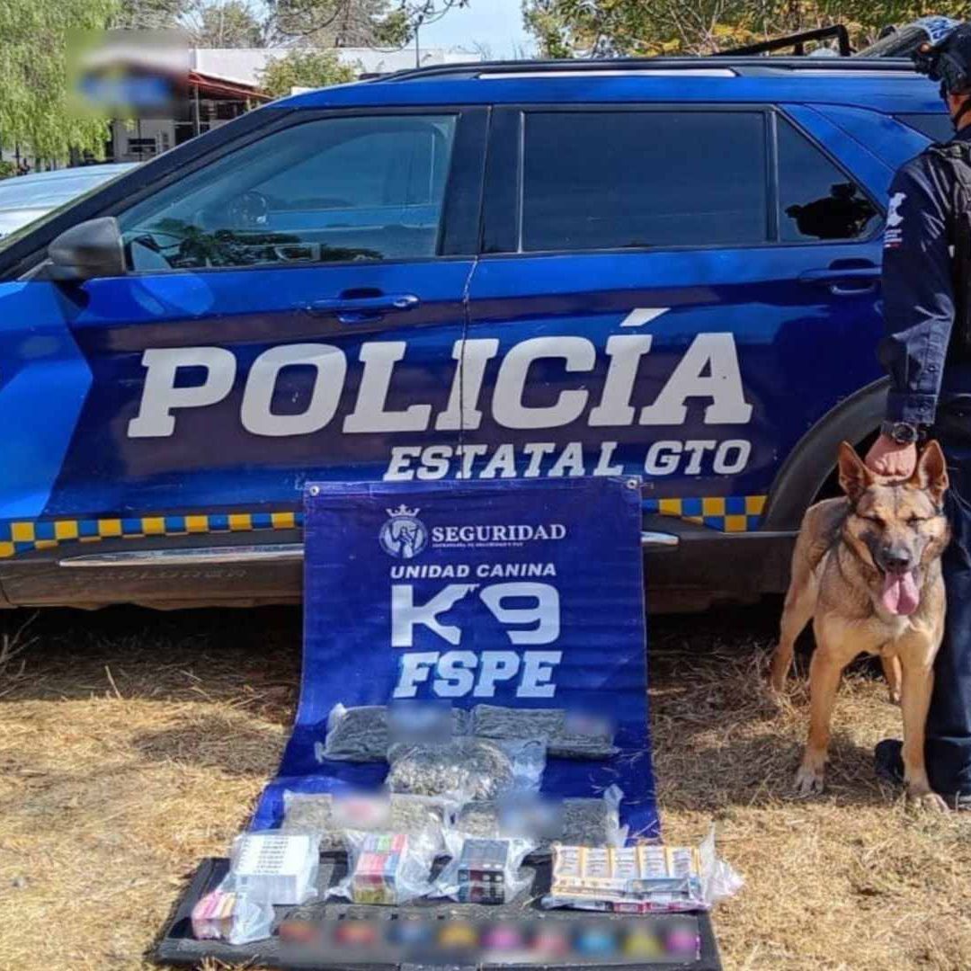 Perro Policía Encuentra Vapeadores y 2 Mil 500 Dosis de Droga en León Guanajuato