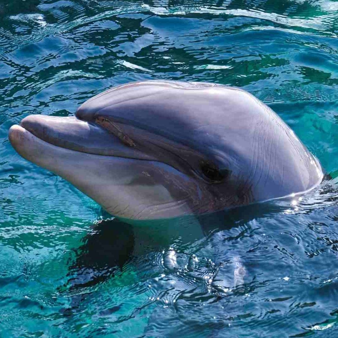 Hallan Ejemplar de Delfín Muerto en Zona Rural de Coatzacoalcos Ejido Tortuguero de Agua Dulce Veracruz