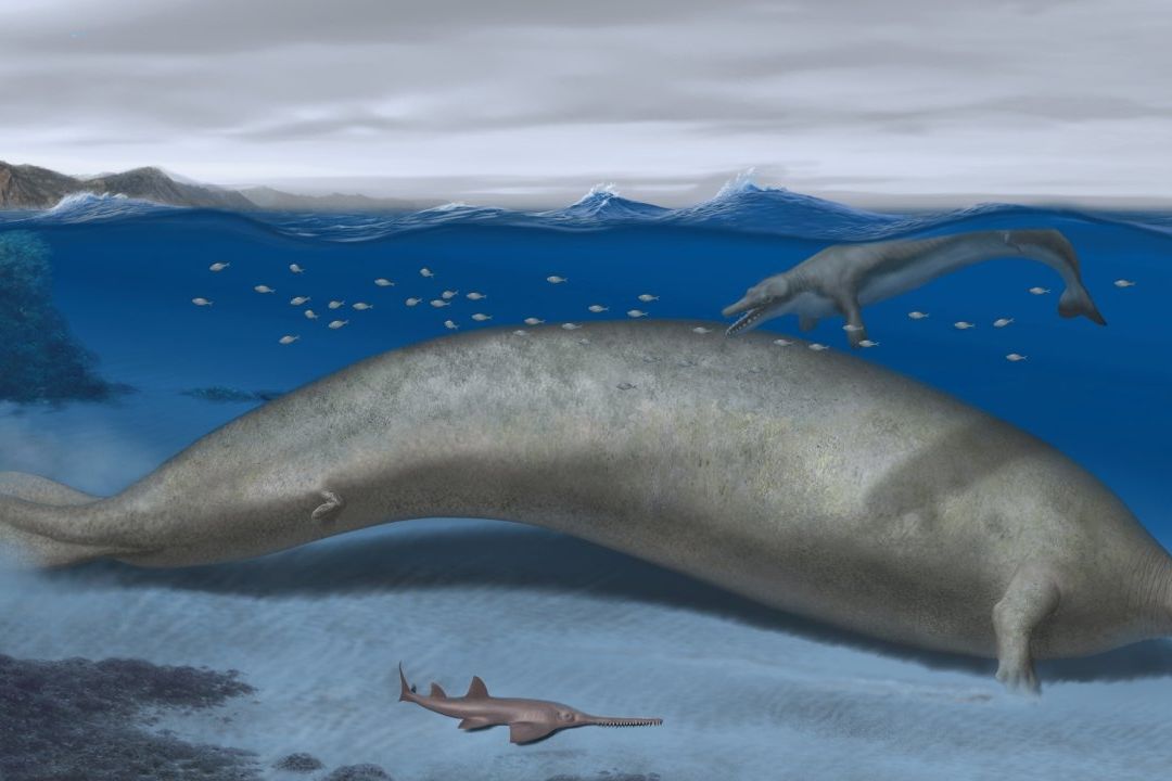 Hallan Fósil del Perucetus Colossus, Animal Más Pesado en la Tierra