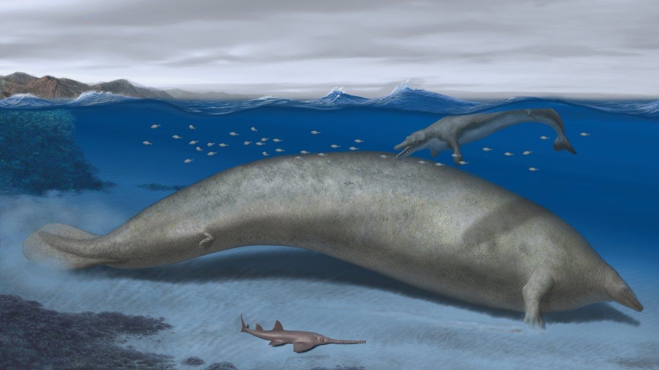 Hallan Fósil del Perucetus Colossus, Animal Más Pesado en la Tierra