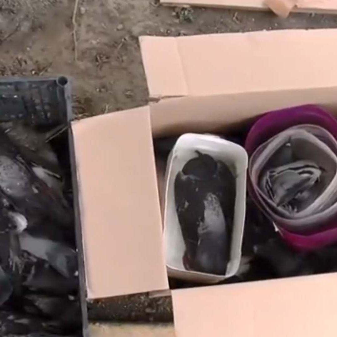 Mueren 100 aves en colonia Chapultepec en San Nicolás, Nuevo León