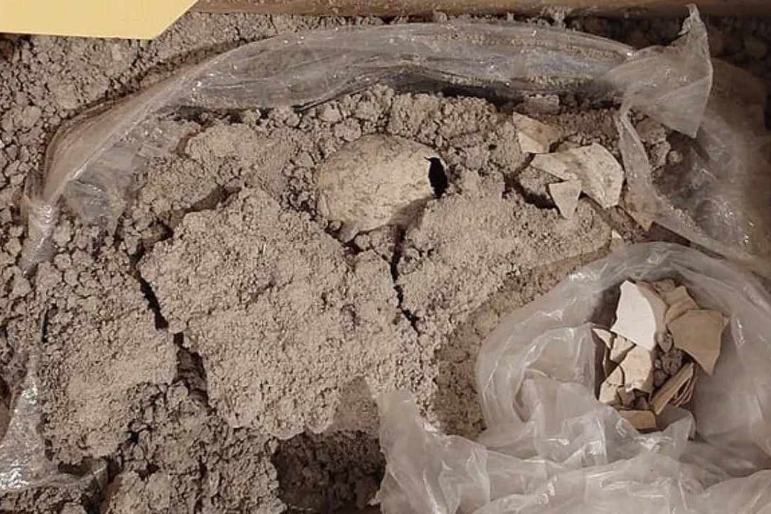 Hallan Primer Huevo Fósil de Flamenco del Pleistoceno cerca del AIFA