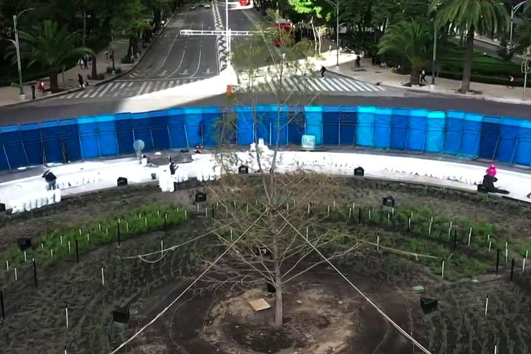 Ahuehuete Reforma Ahuehuete de Reforma: Asediado y Bajo Mucho Estrés, Dice Gobierno