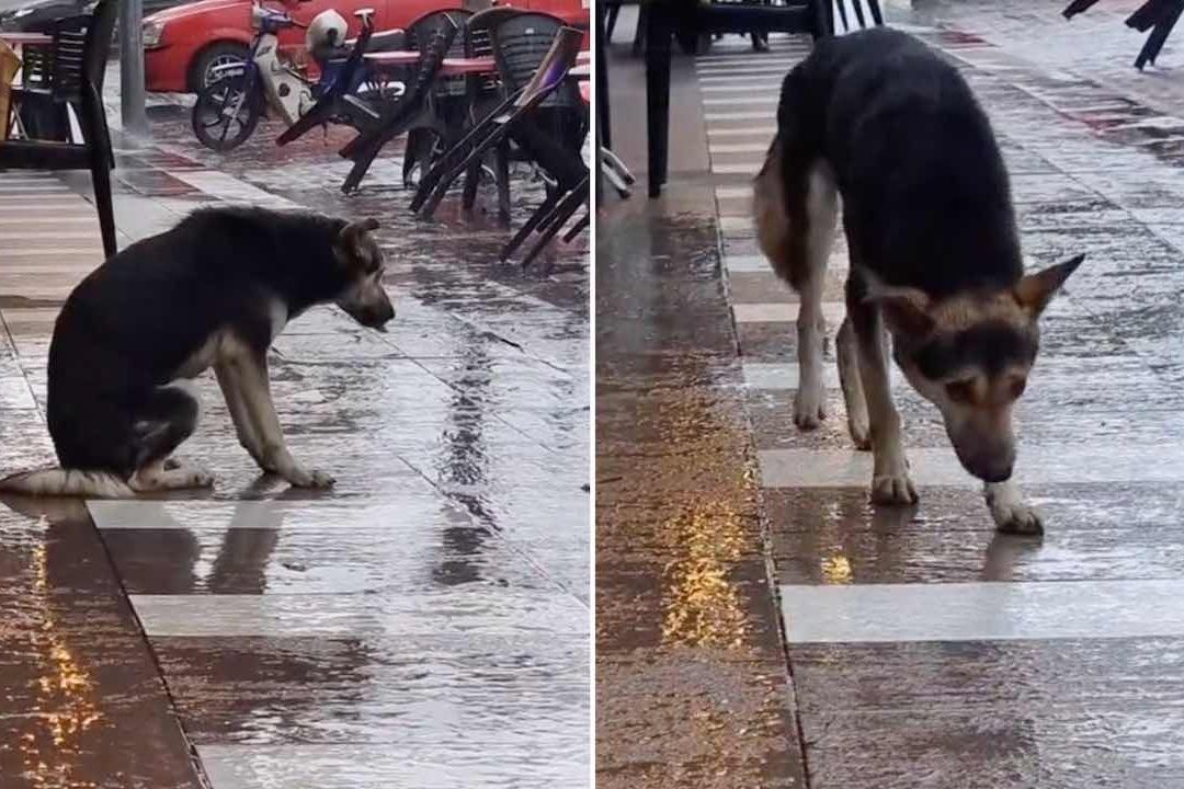 Perrito Perdido Vuelve con su Familia tras 8 Meses gracias a Video Viral