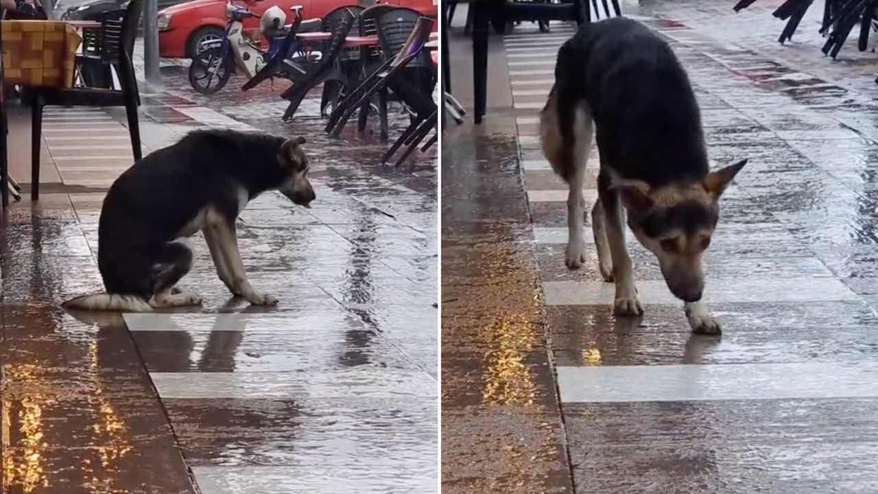 Perrito Perdido Vuelve con su Familia tras 8 Meses gracias a Video Viral