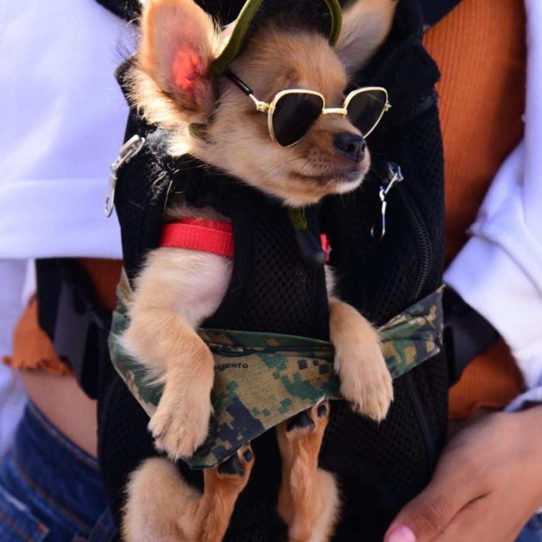 Invitan a participar en pasarela de disfraces de playa para perros