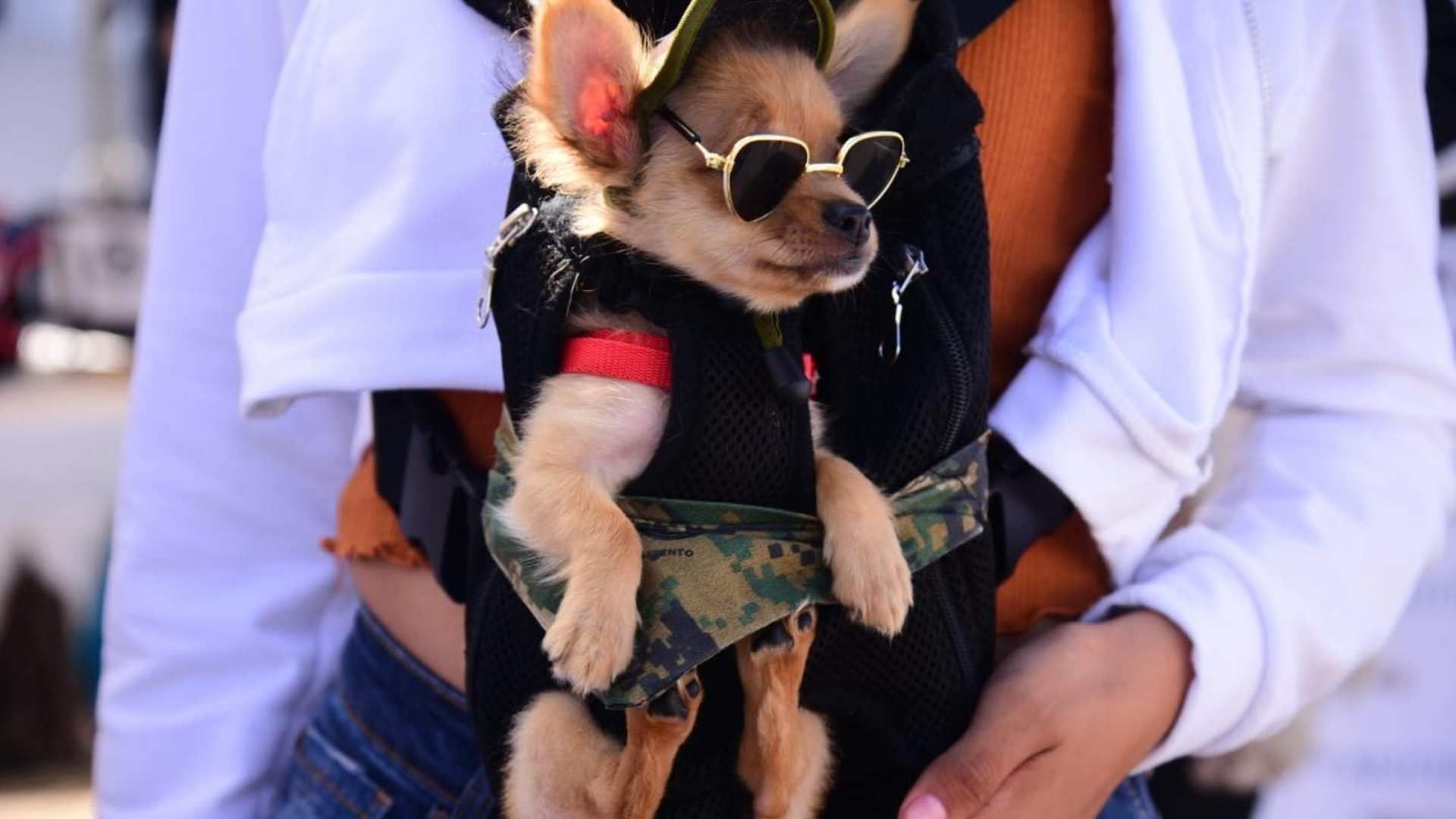 Invitan a participar en pasarela de disfraces de playa para perros