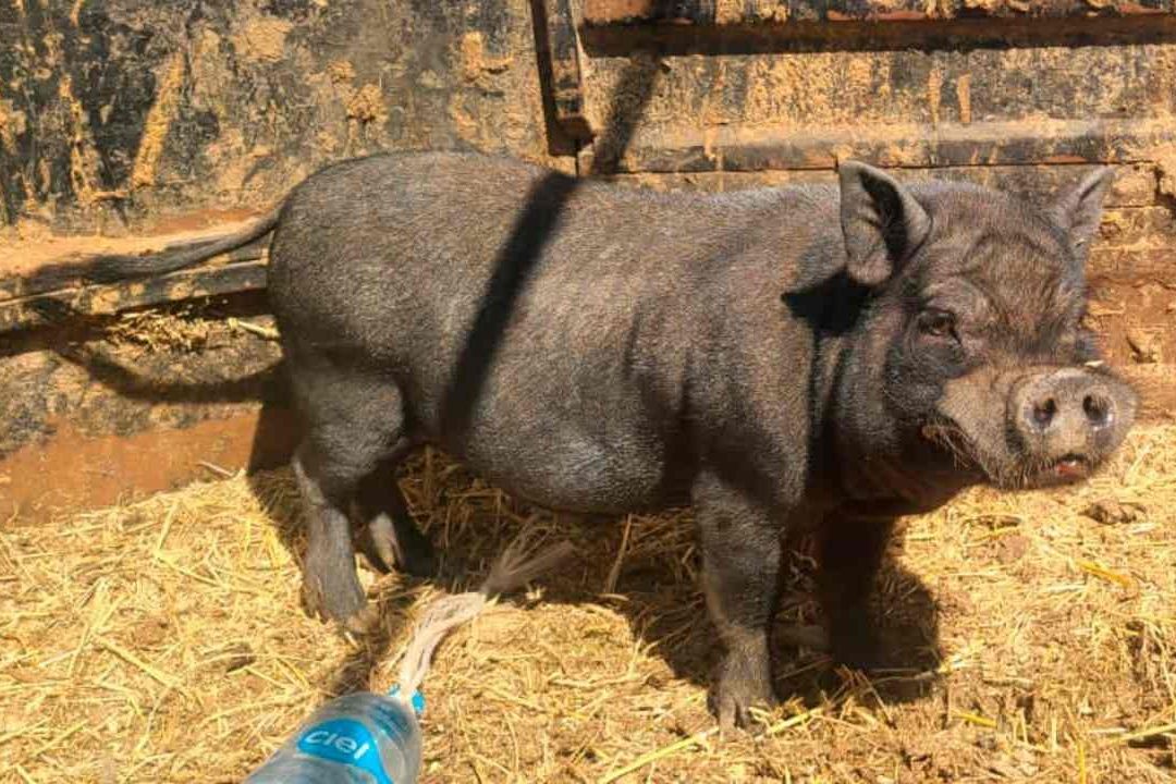 Rescatan a 34 animales víctimas de maltrato en Rosarito, Baja California