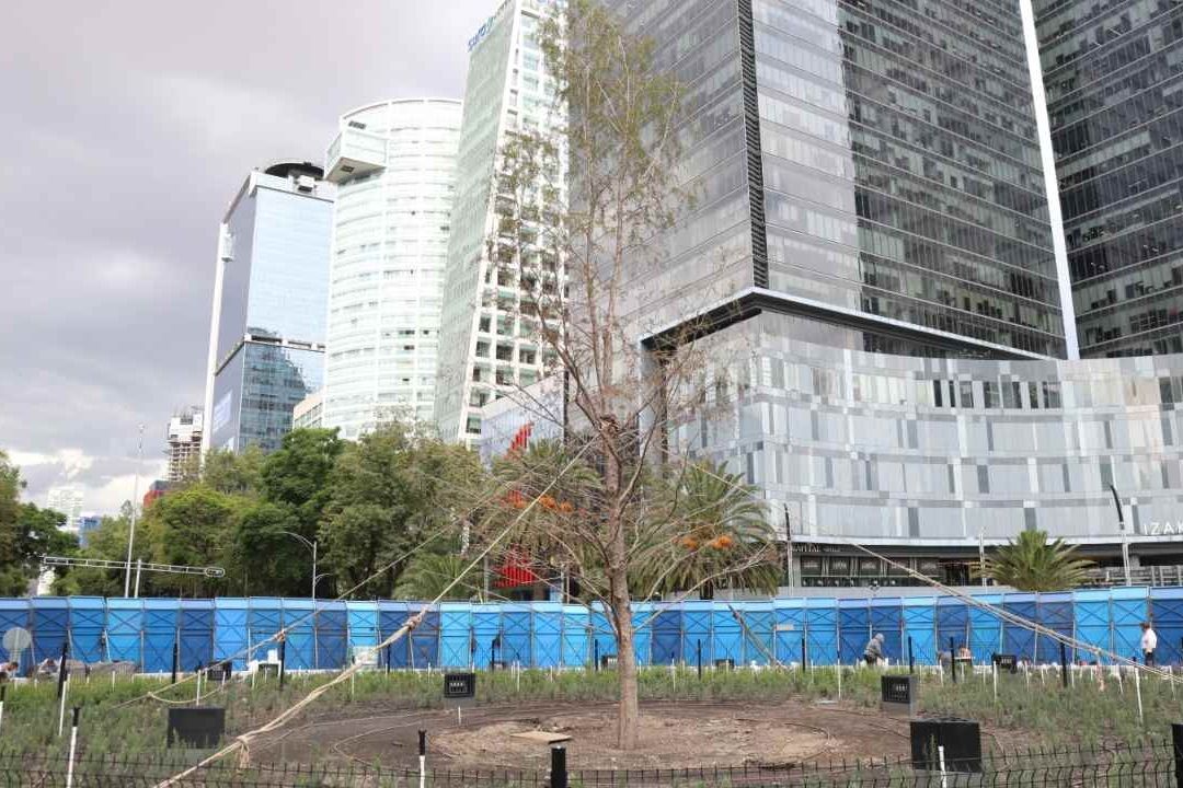 El ahuehuete de Paseo de la Reforma tiene 20 años de edad