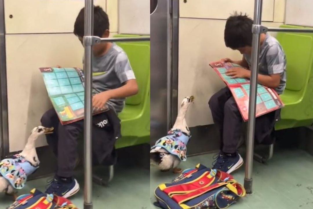 Niño Viaja con su Pato de Mascota en el Metro de CDMX