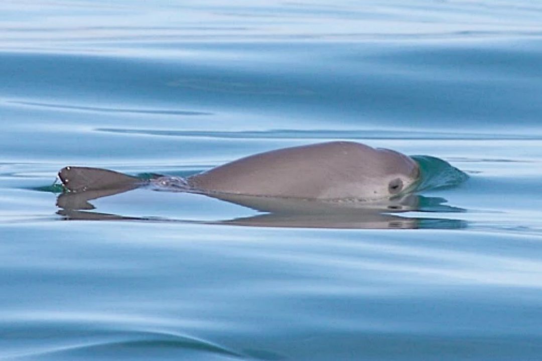 Llaman a unir esfuerzos para salvar a la vaquita marina, ante alerta de riesgo de extinción