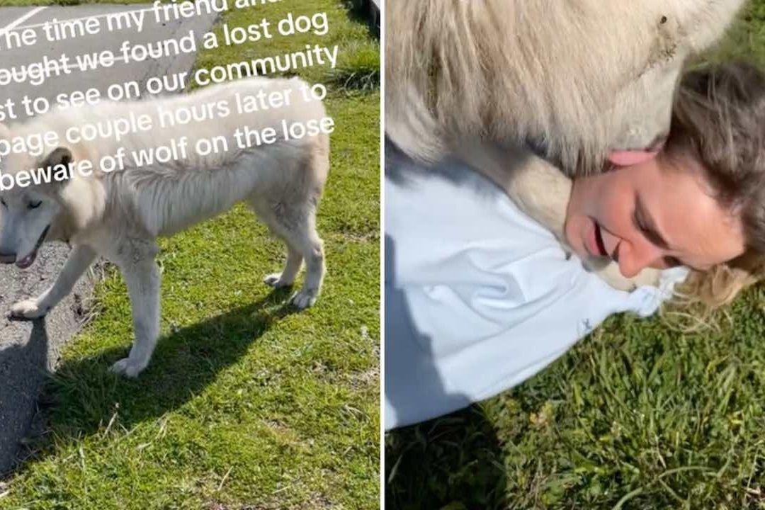 Jóvenes confunden un lobo con un perro y juegan con él en video viral