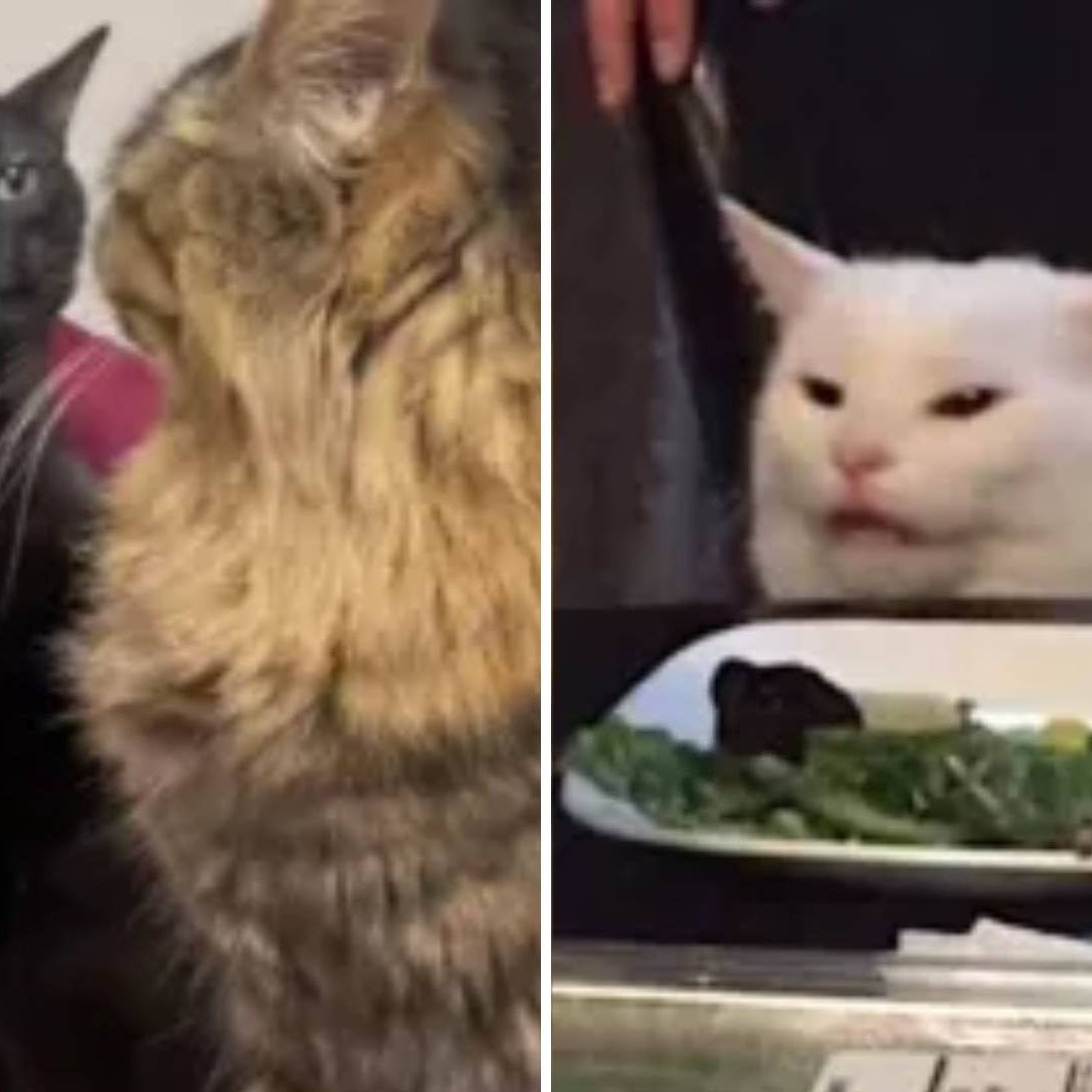 Los memes del gato negro disociado y el gato de la mesa