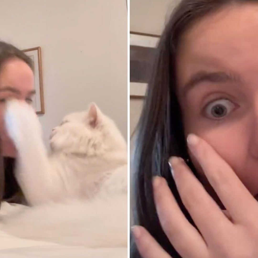 Video: Gato Deja Ciega a su Dueña Mientras Jugaban