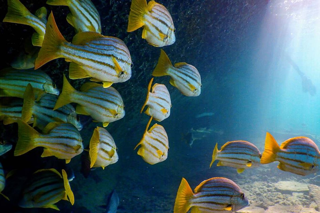 Científicos muestran afectaciones del cambio climático a los peces