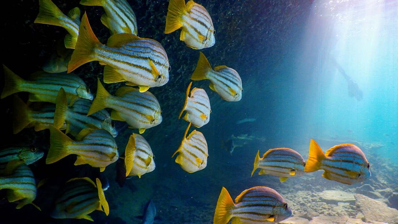 Científicos muestran afectaciones del cambio climático a los peces