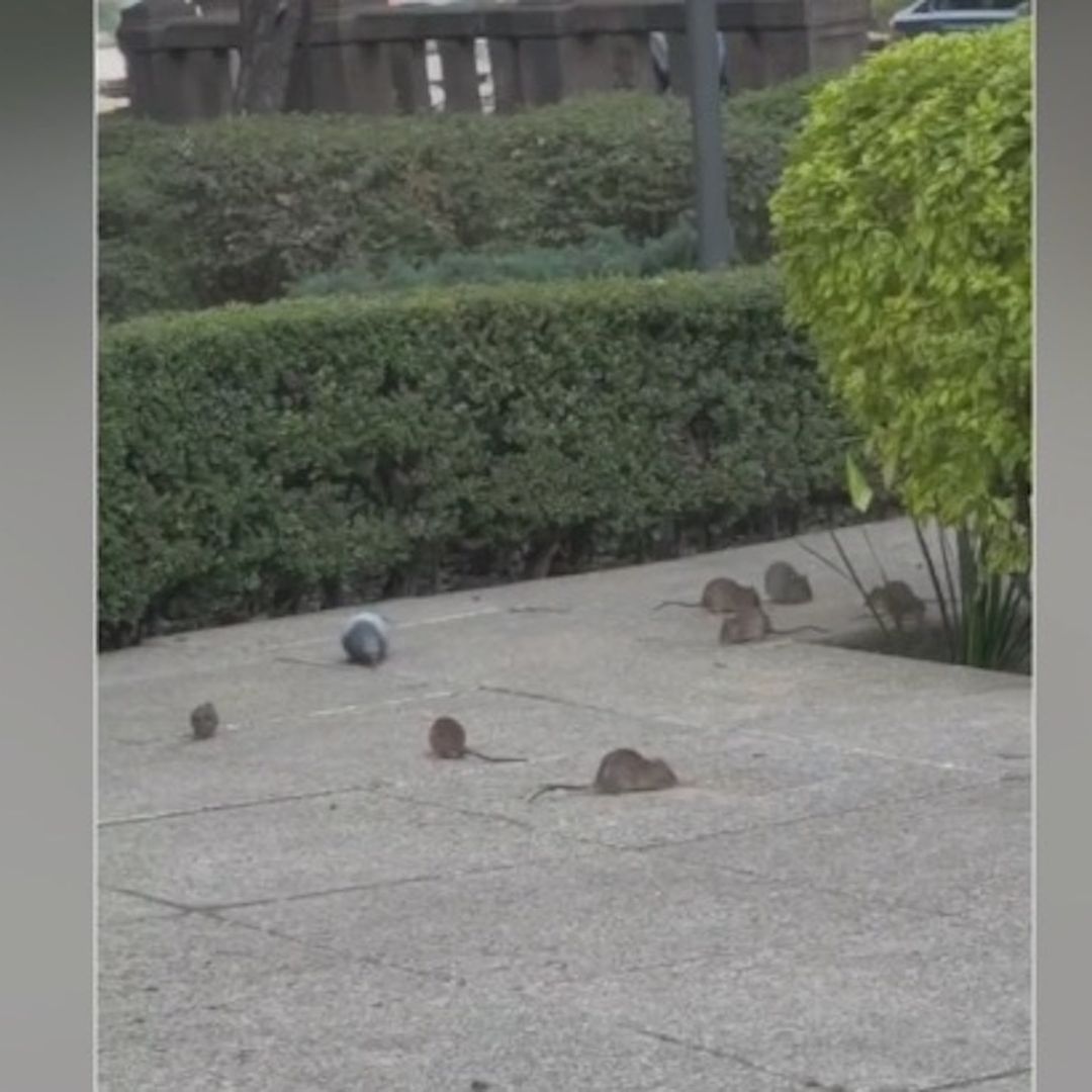 Denuncian plaga de ratas en Paseo de la Reforma
