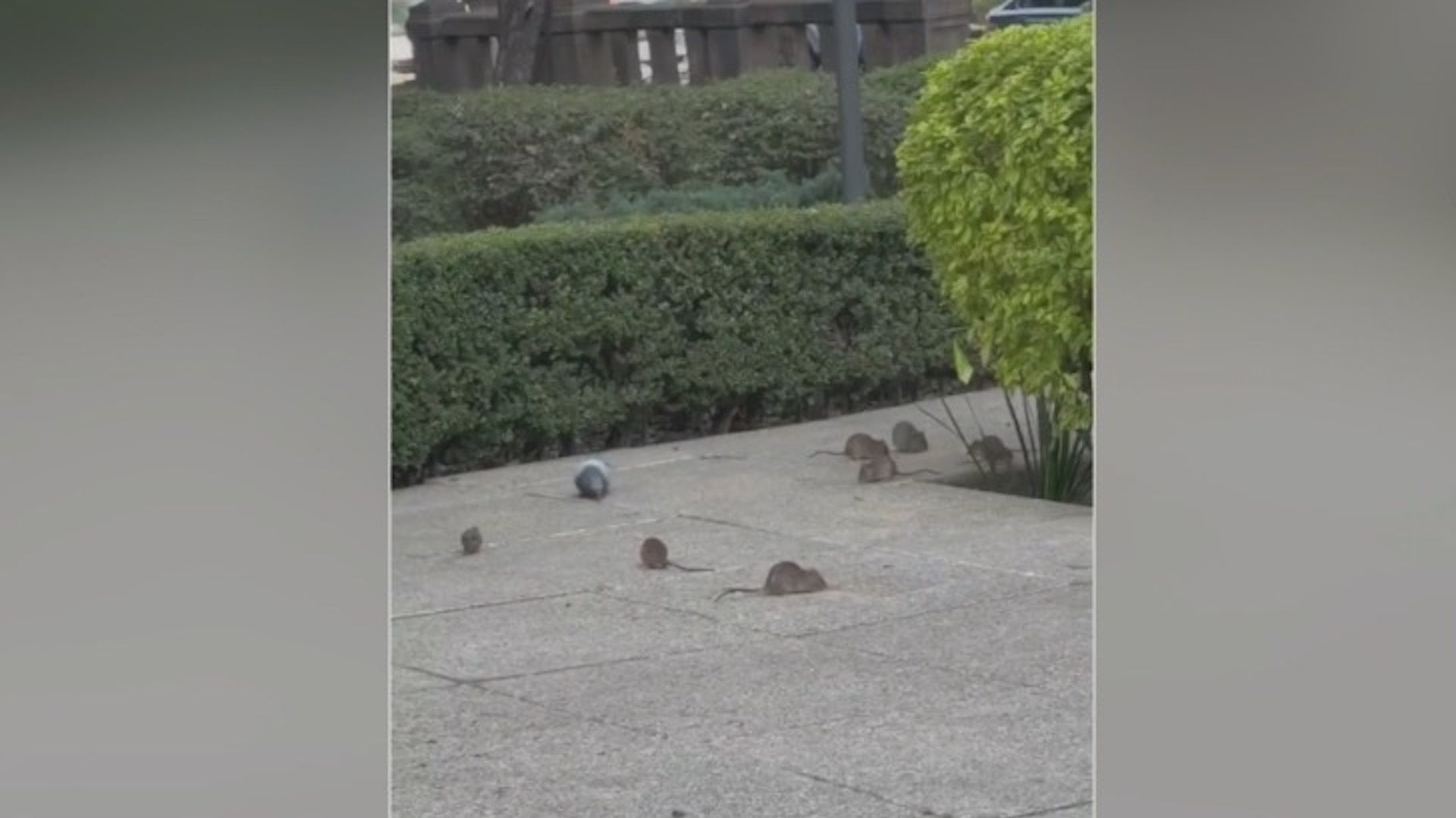 Denuncian plaga de ratas en Paseo de la Reforma