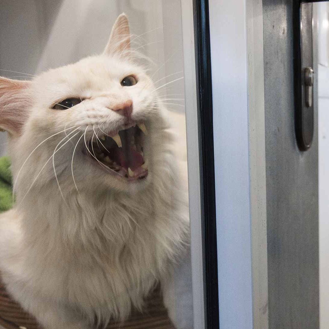 Descubren Infección Nunca Antes Vista con Mordida de Gato