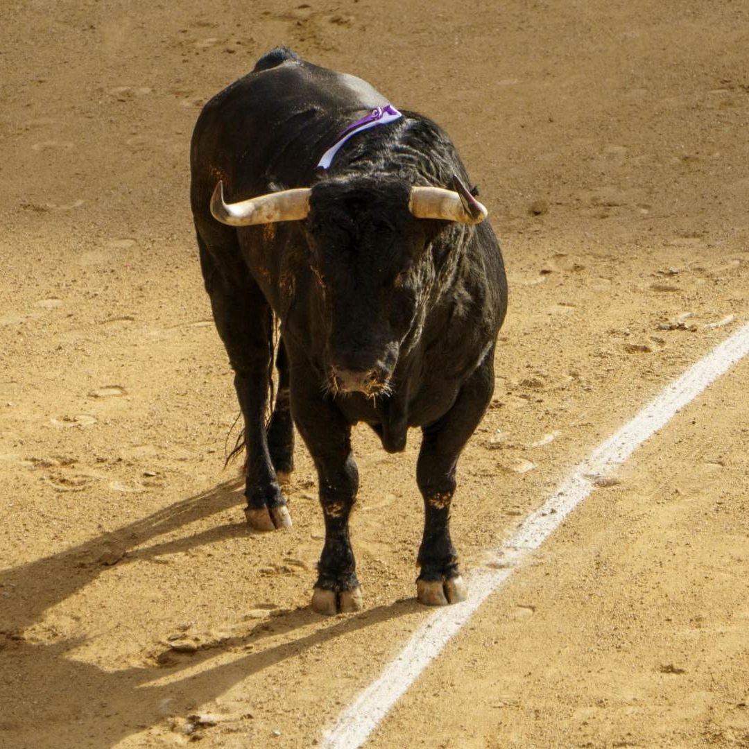 Pamplonada Jaripeo Cancelados Ocotepec Sierra Norte Puebla Instituto Bienestar Animal