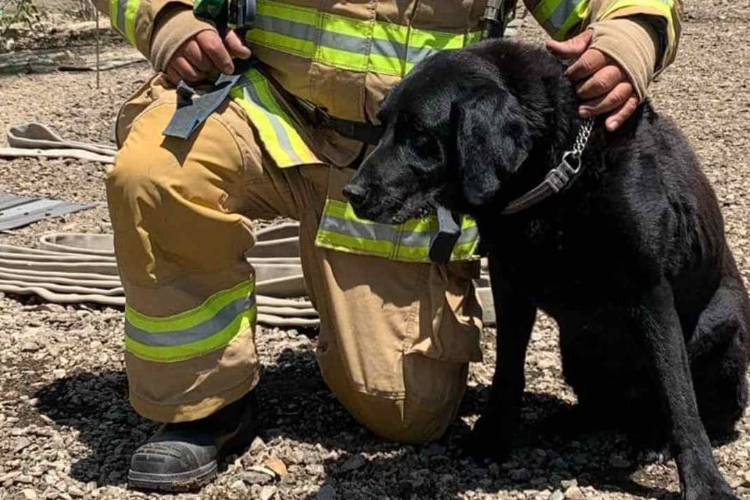 Fallece "Max" Perro Rescatista de Tijuana