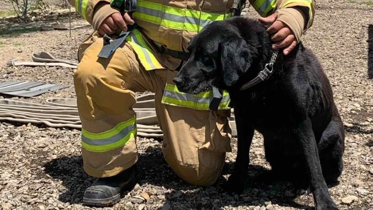 Fallece "Max" Perro Rescatista de Tijuana