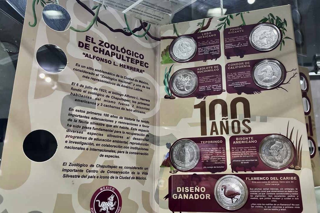Monedas Conmemorativas del Zoológico de Chapultepec Causan Furor en CDMX; Buscan la del Ajolote