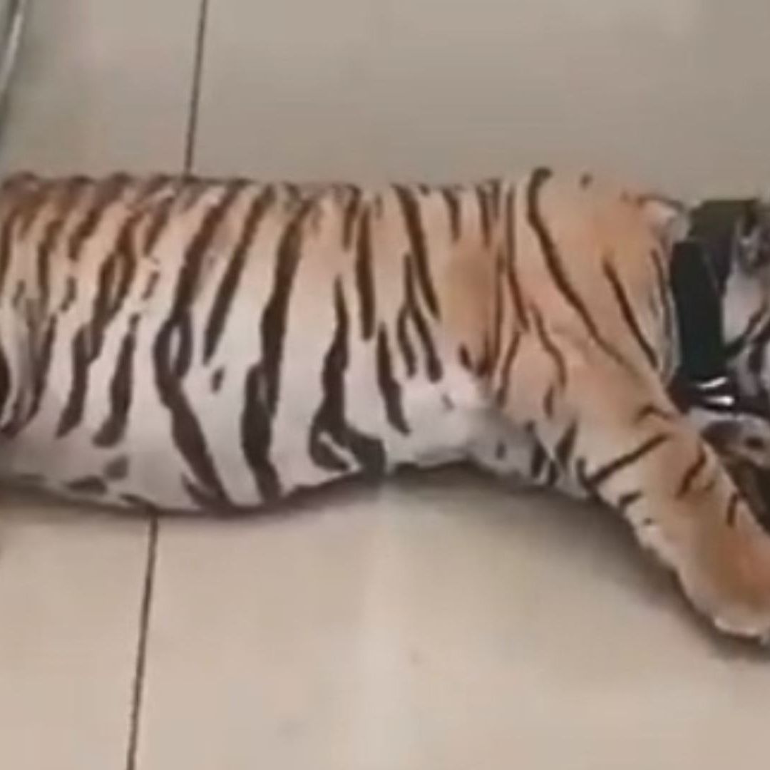 Presume Tigre de Bengala Bebé en Auto en Neza y lo Detienen