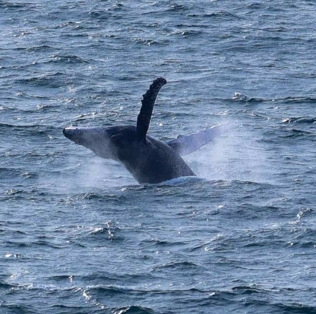 Reportan Avistamiento de Ballenas en Playas de Chiapas